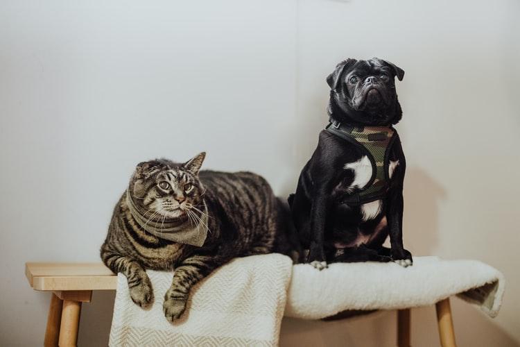 Как подружить кошку с собакой в квартире или доме – возможно ли это?