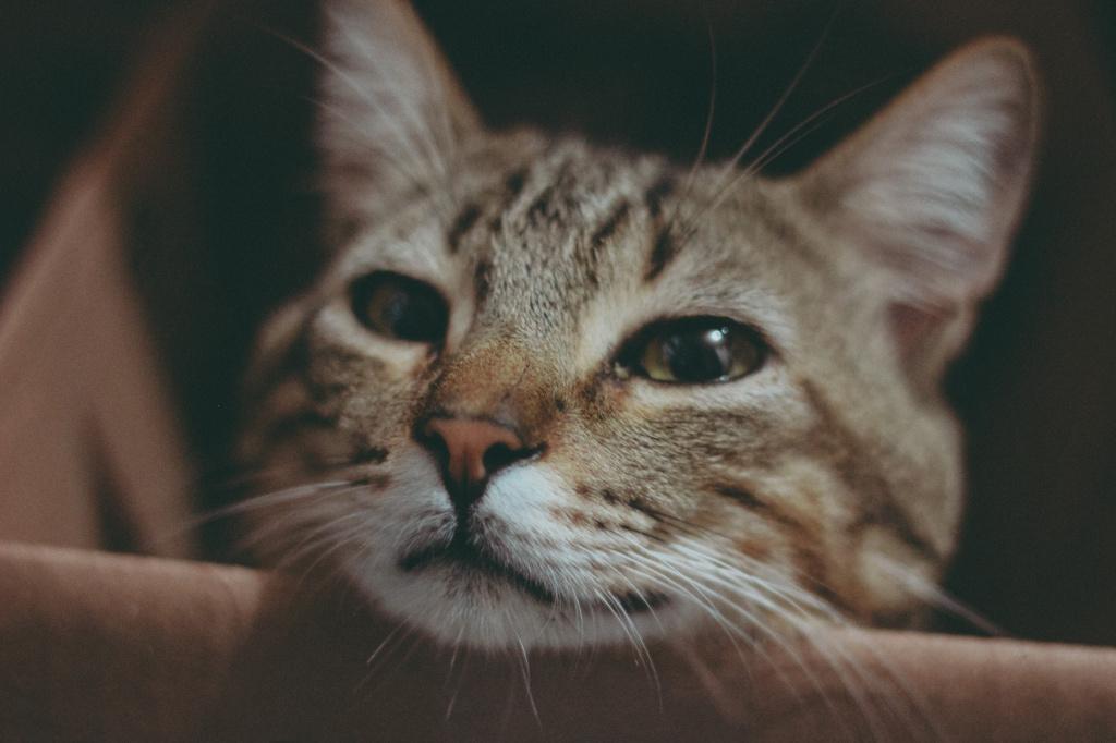 Запор у кошек: как помочь животному и когда стоит обратиться к ветеринарному врачу