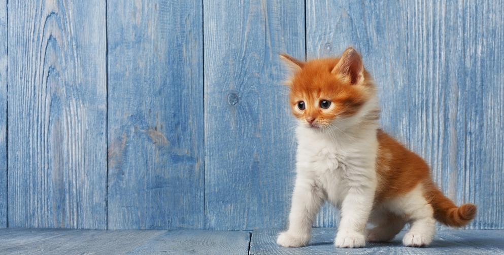 Запор у котенка: причины и опасность