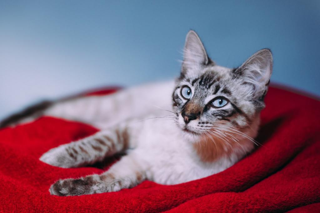 Сердечная недостаточность у кошек и котов: лечение – как заботиться о питомце