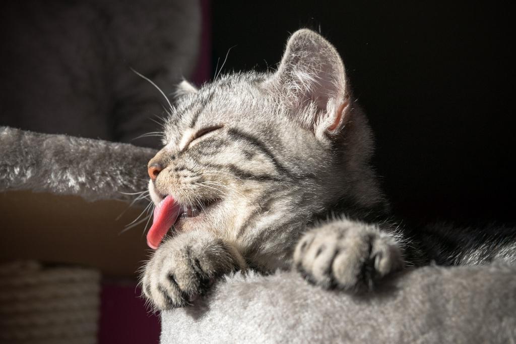 Почему кошка тяжело дышит: опасные и неопасные причины
