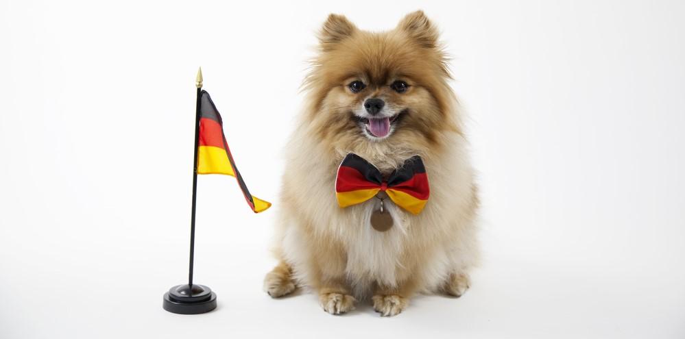 Немецкие породы собак с фотографиями и названиями