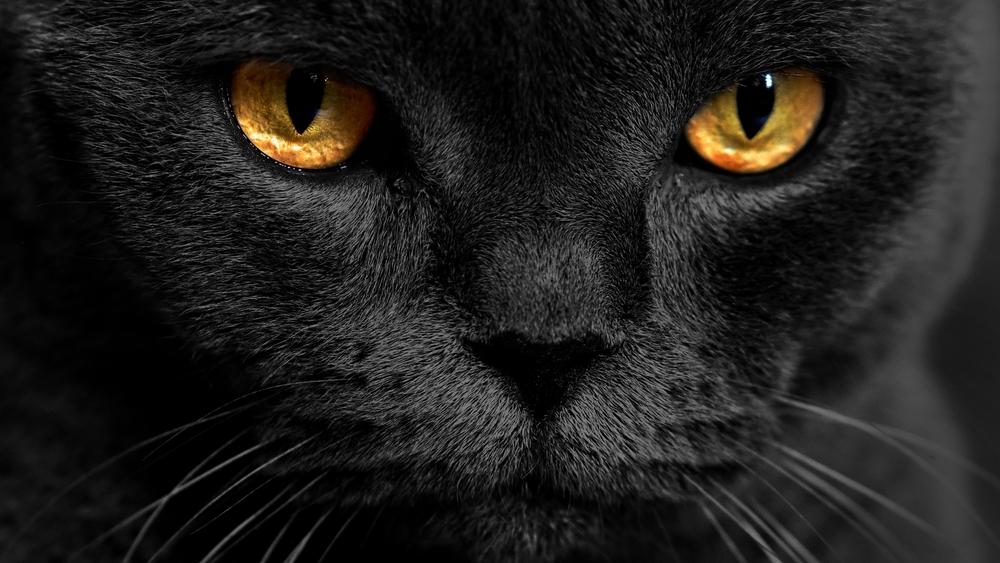 Породы кошек с желтыми и янтарными глазами