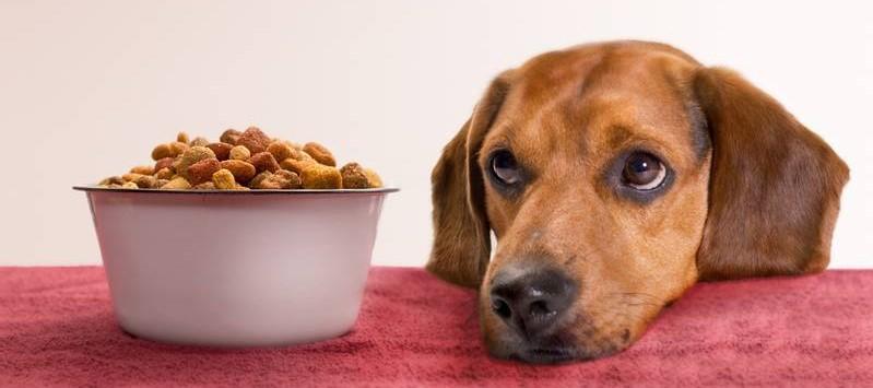 Почему собака не хочет есть сухой корм