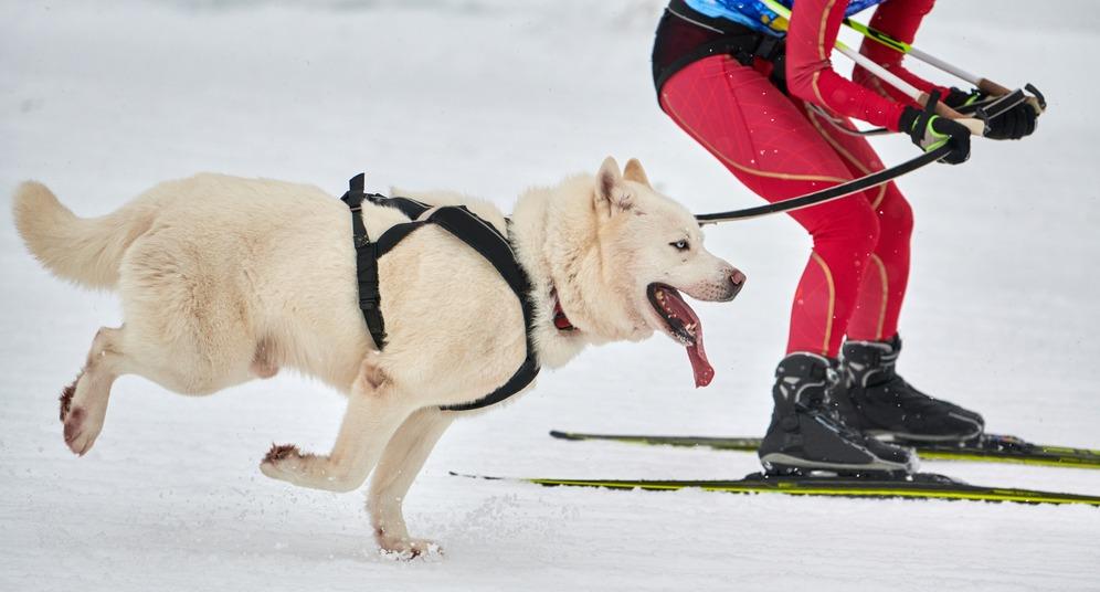 Что такое скиджоринг: спортивная дисциплина с участием собак