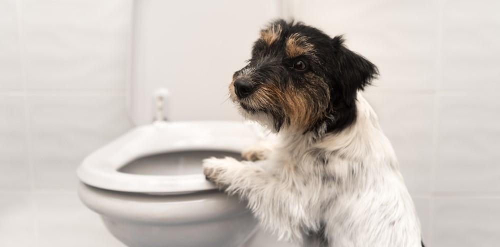 Непроходимость кишечника у собак: симптомы, опасность и лечение