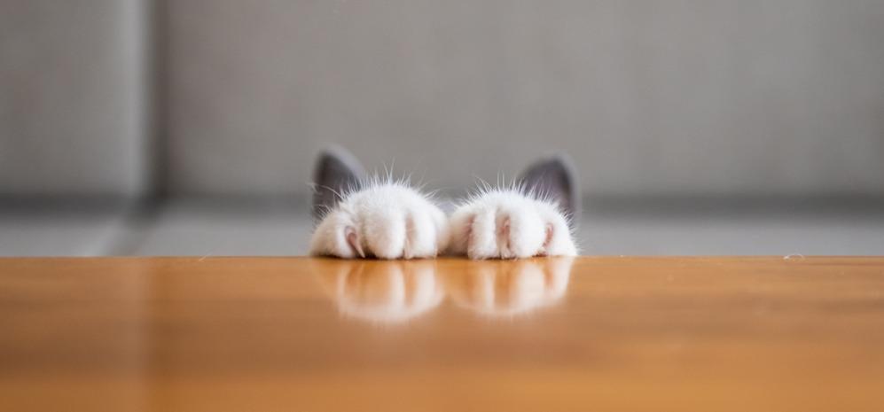 Сколько пальцев у кошки на лапах