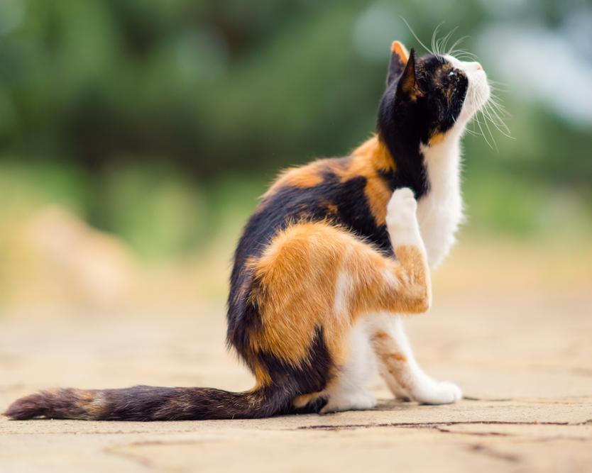 Власоеды у кошек: особенность заболевания, опасность и лечение