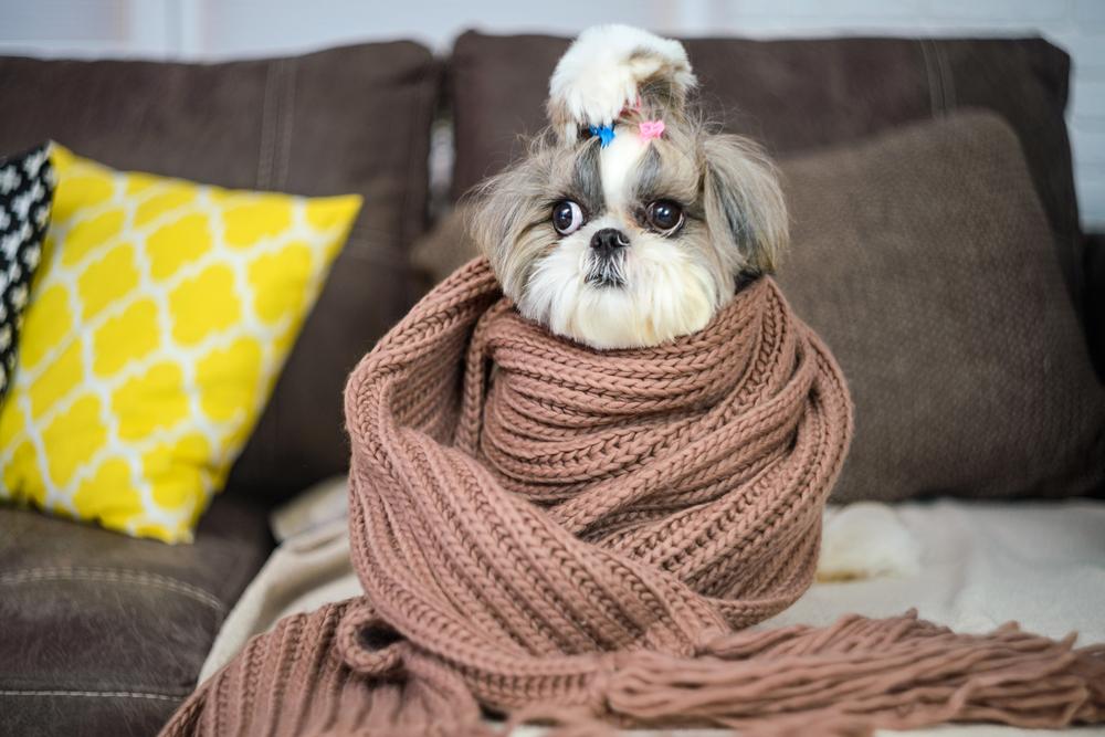 Бывает ли простуда у собак? Похожие симптомы и признаки