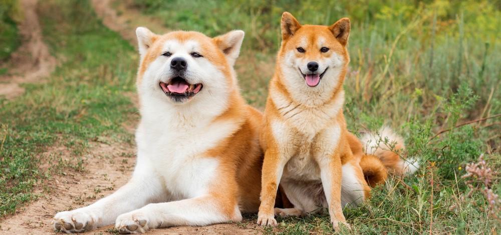Японские собаки: 15 пород с фотографиями и названиями