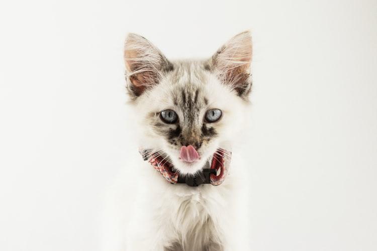 Почему котенок ест наполнитель для туалета: 5 причин и их устранение