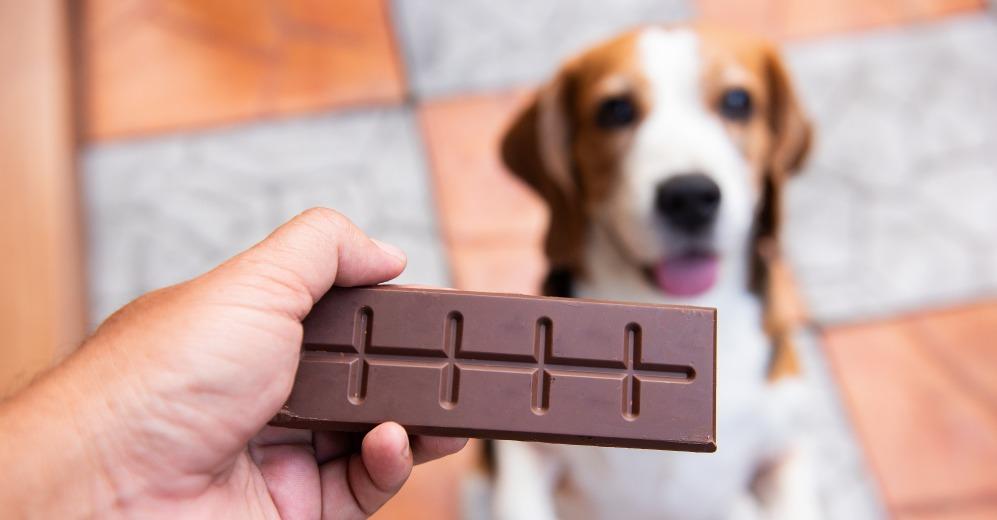 Можно ли давать собаке шоколад: чем опасен продукт
