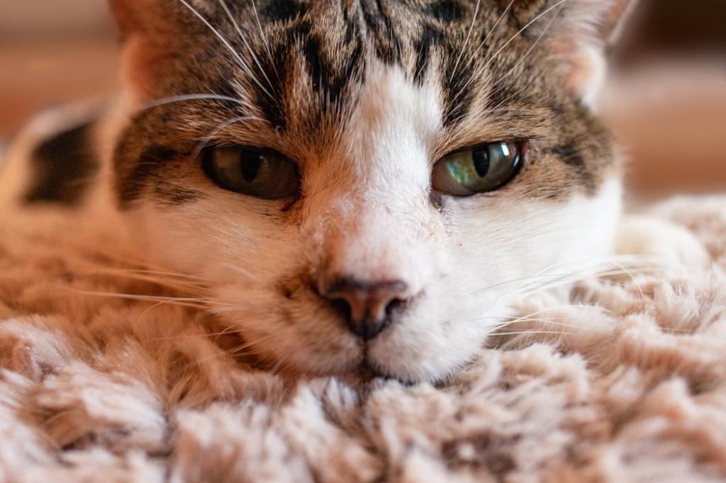 Сальмонеллез у кошек: симптомы и лечение, опасность для человека