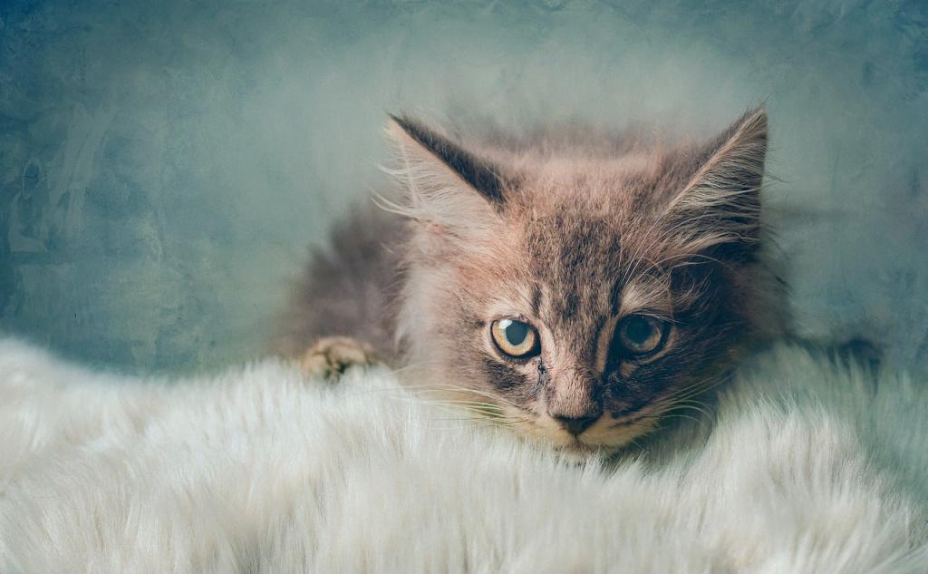 Разведение породистых кошек как бизнес или занятие для души