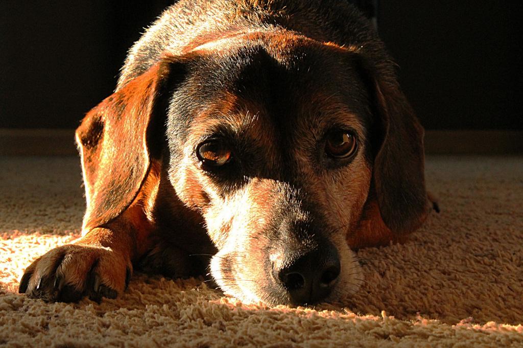 Лептоспироз у собак: симптомы, опасность для человека, лечение и прогнозы