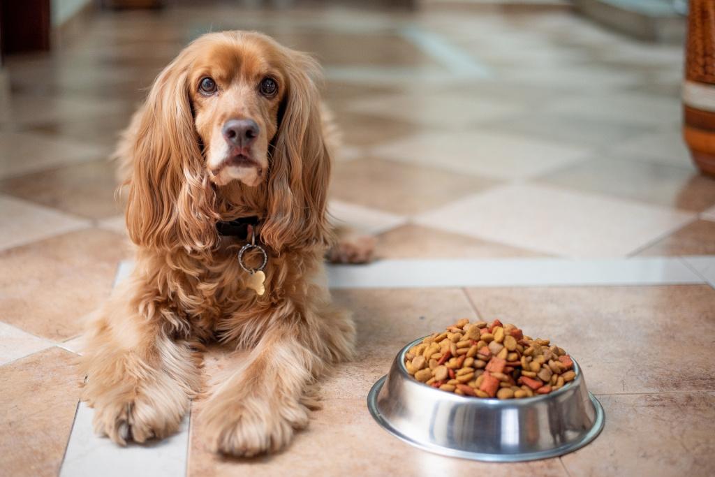 Сколько сухого корма давать собаке в день: расчеты по весу и таблица