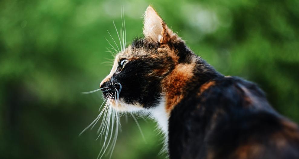 Почему у котенка или кошки ломаются усы