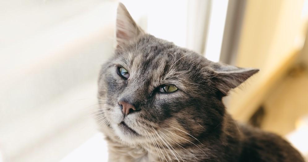 Блефарит у кошек: лечение и фото симптомов