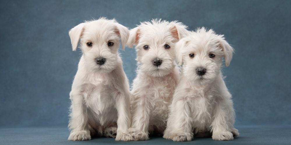 Белые породы собак: фото и названия