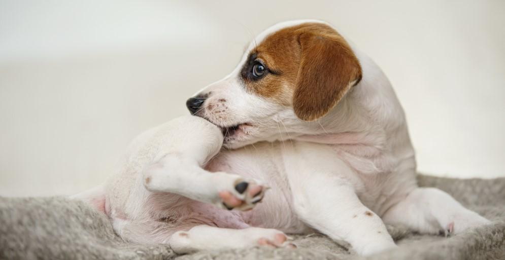 Атопический дерматит у собак: фото, особенности и лечение