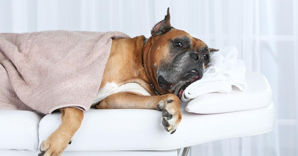 Саркома у собак: симптомы и лечение, разновидности