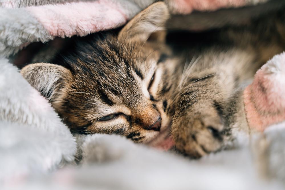 Бордетеллез у кошек, или питомниковый кашель