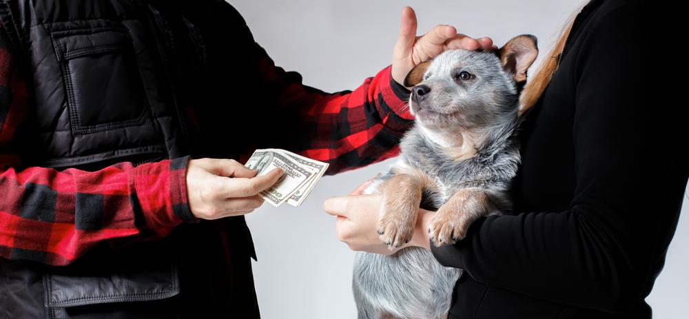Договор купли-продажи щенка: образец и необходимость заключения