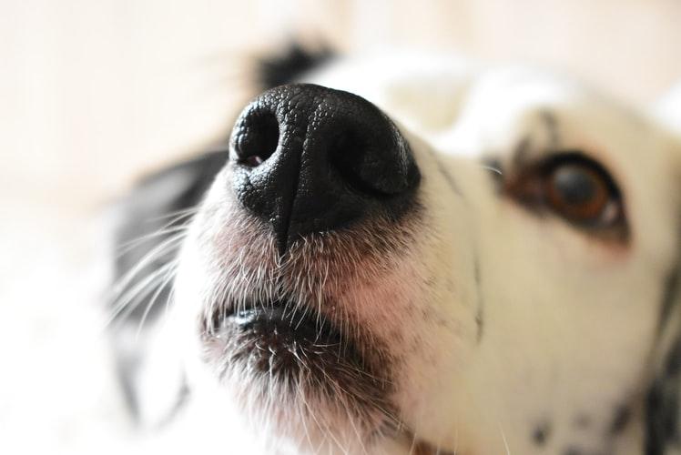 Герпес у собак: симптомы и лечение вирусного заболевания