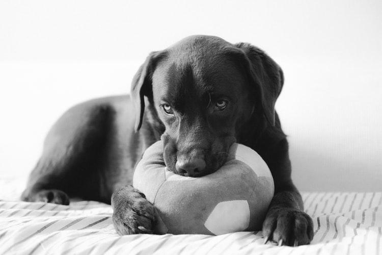 Бывает ли течка у стерилизованных собак: возможность эструса и его симптомы