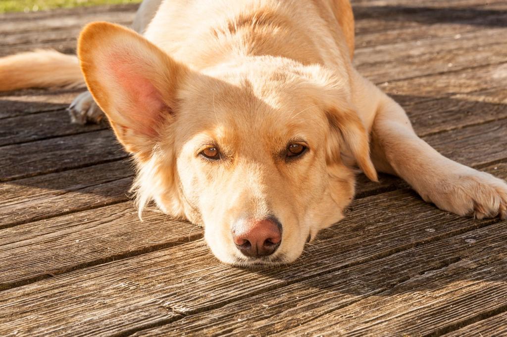 Ушной клещ у собак, или отодектоз: как и чем лечить?