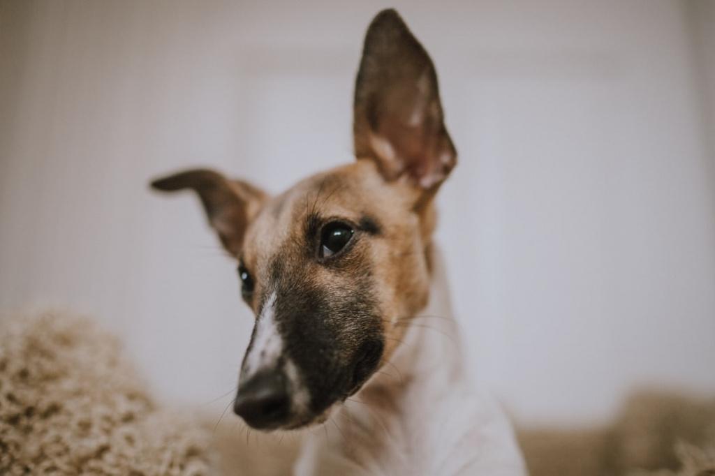 Как поставить уши собаке или щенку в домашних условиях