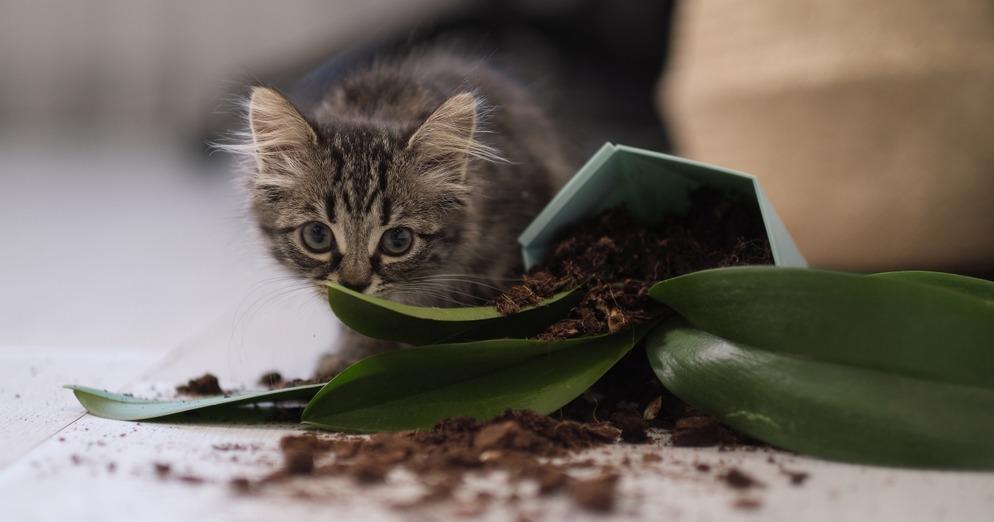 Почему котенок или кошка ест землю – и другие несъедобные вещи