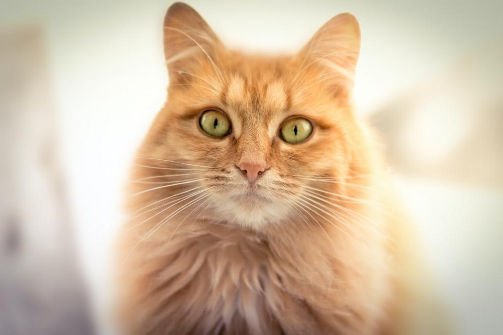 Инсульт у кошек – признаки, прогнозы на жизнь
