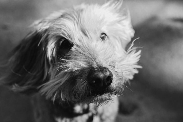 Диарея у собаки: лечение в условиях дома или клиники