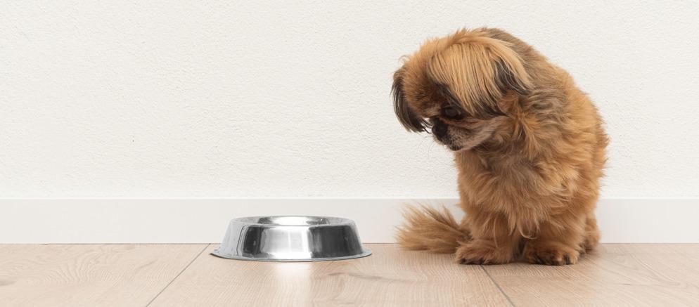 Чем кормить пекинеса: щенка и взрослую собаку