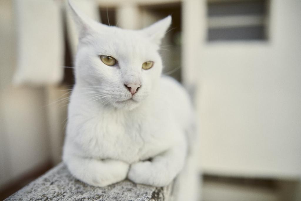 Кошка-альбинос: генетическая обусловленность и особенности животных с альбинизмом