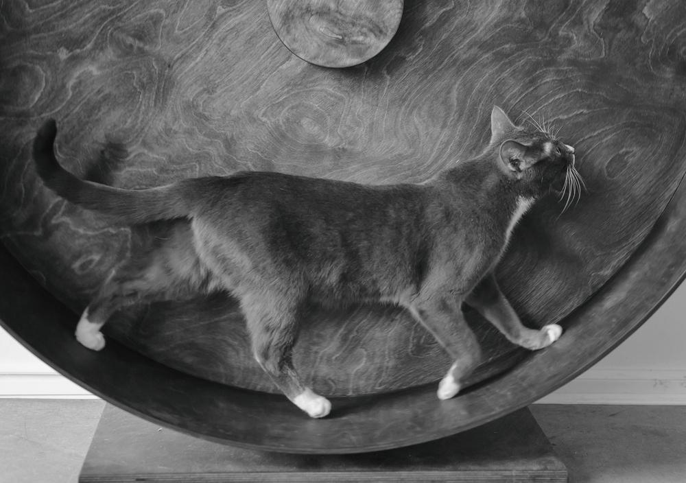 Беговое колесо для кошек и котов разных пород