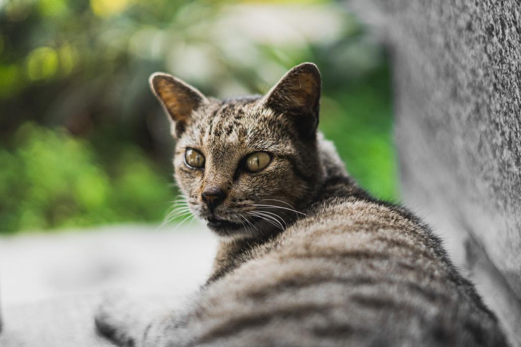 Лептоспироз у кошек: насколько опасно заболевание?