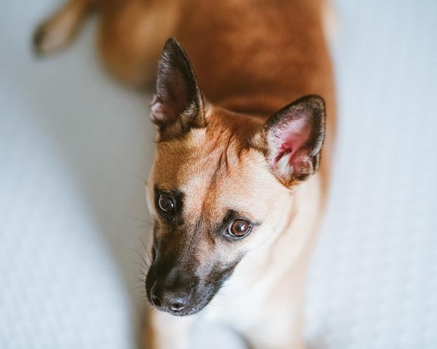 Что такое пироплазмоз (бабезиоз) у собак, чем он опасен и как его лечить