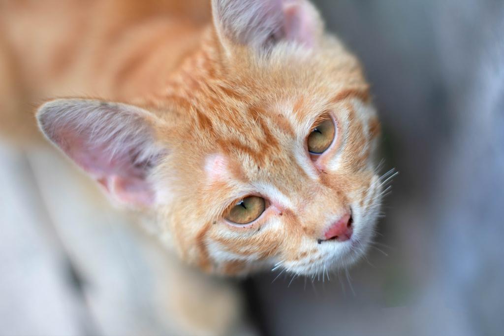 У котенка гноятся глаза: причины и соответствующее лечение