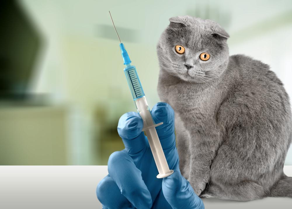 Прививка от бешенства для кошек: выбор вакцины, необходимость, график