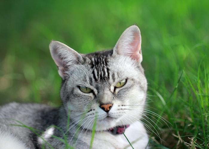 Ветеринарный паспорт для кошки: как оформить и зачем нужен ветпаспорт