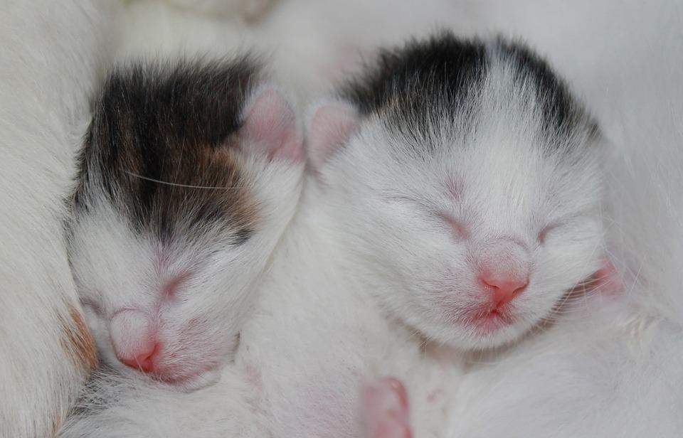 Как выкормить котенка без кошки: сколько раз и чем питаются новорожденные малыши