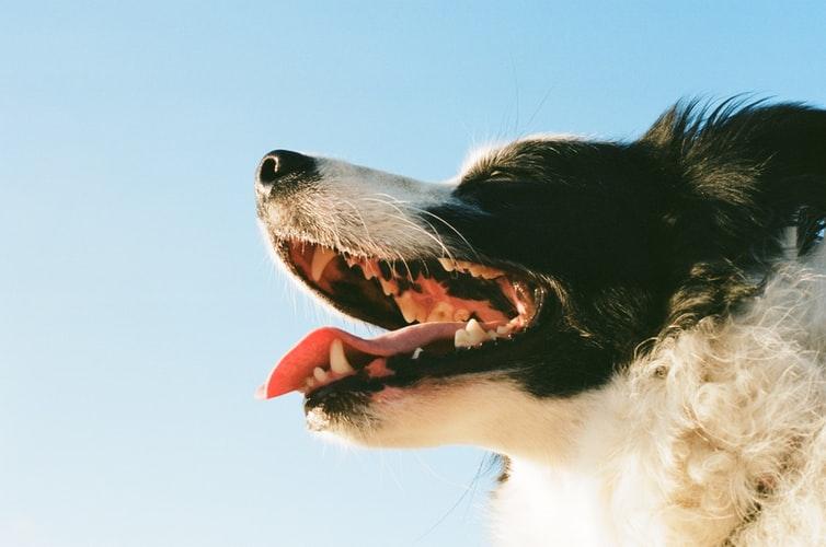 Причины выпадения зубов у собак