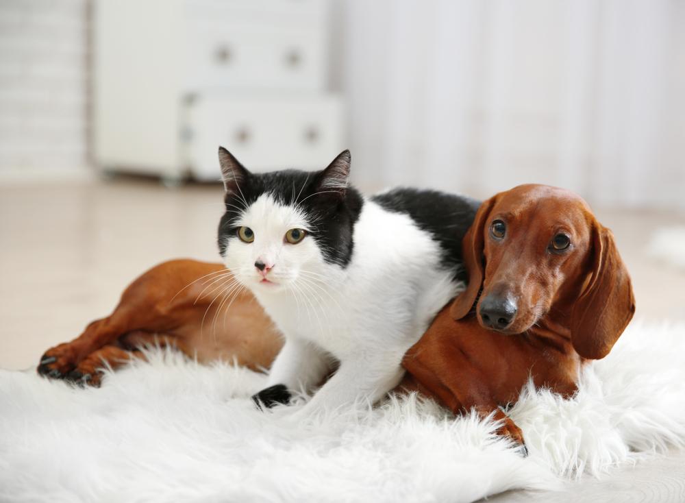 Как поделить внимание хозяина между кошкой и собакой