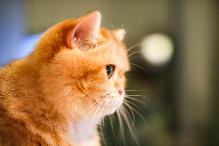 Прозрачность и осадок в анализе мочи кошек