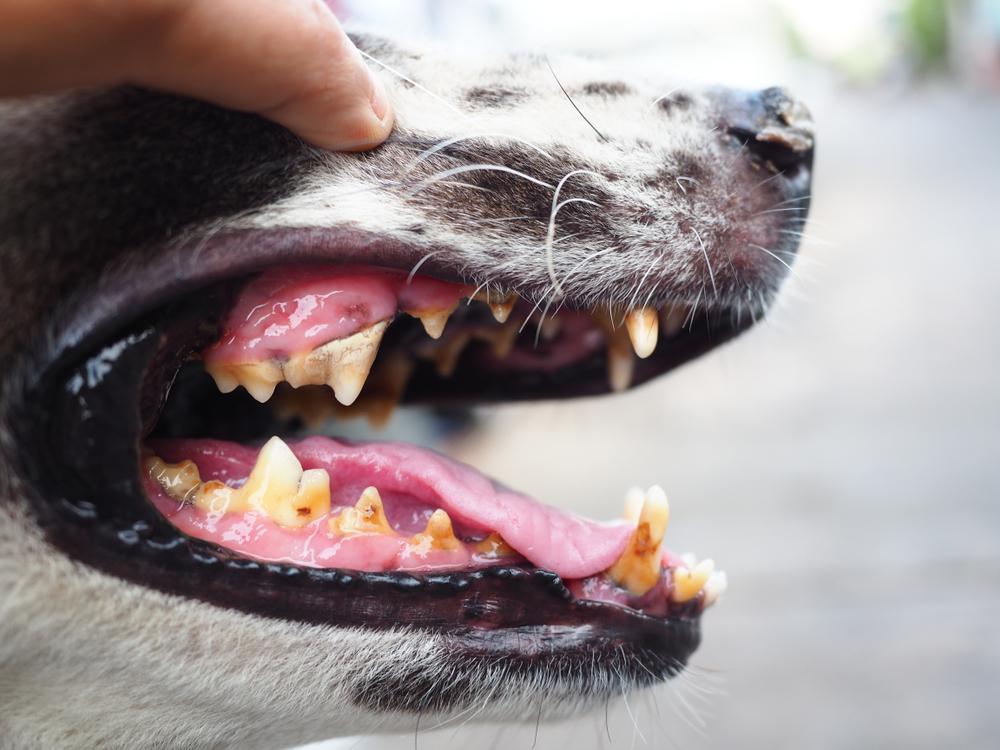 лечение гингивита у собак