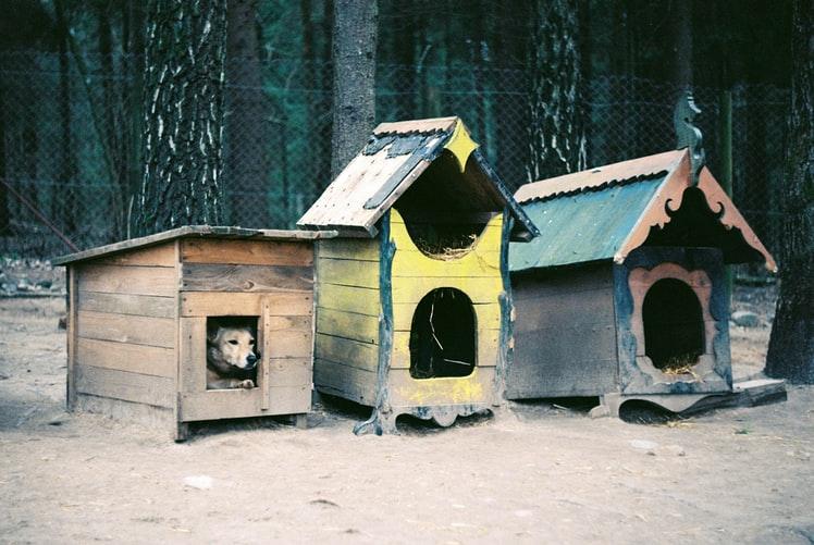 Трудности приучения собаки жить в будке