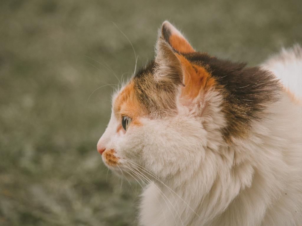 Диагностика и лечение триходектоза у кошек