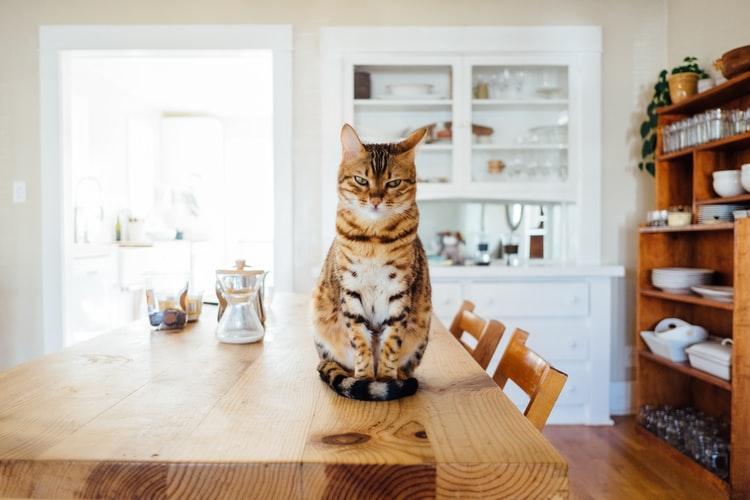 Почему кошки лазят по столам